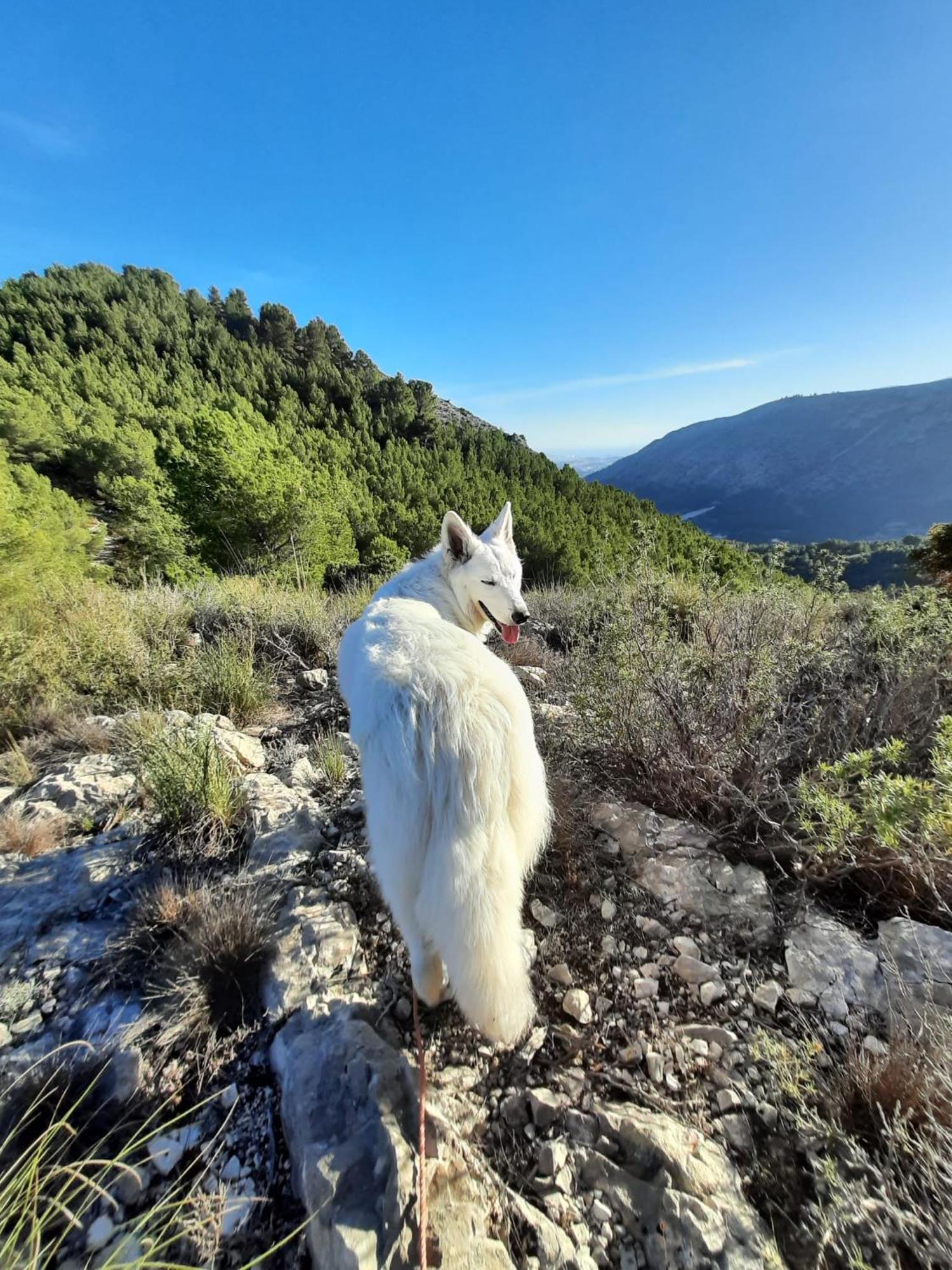 Finca Oliva Bolulla Екстериор снимка