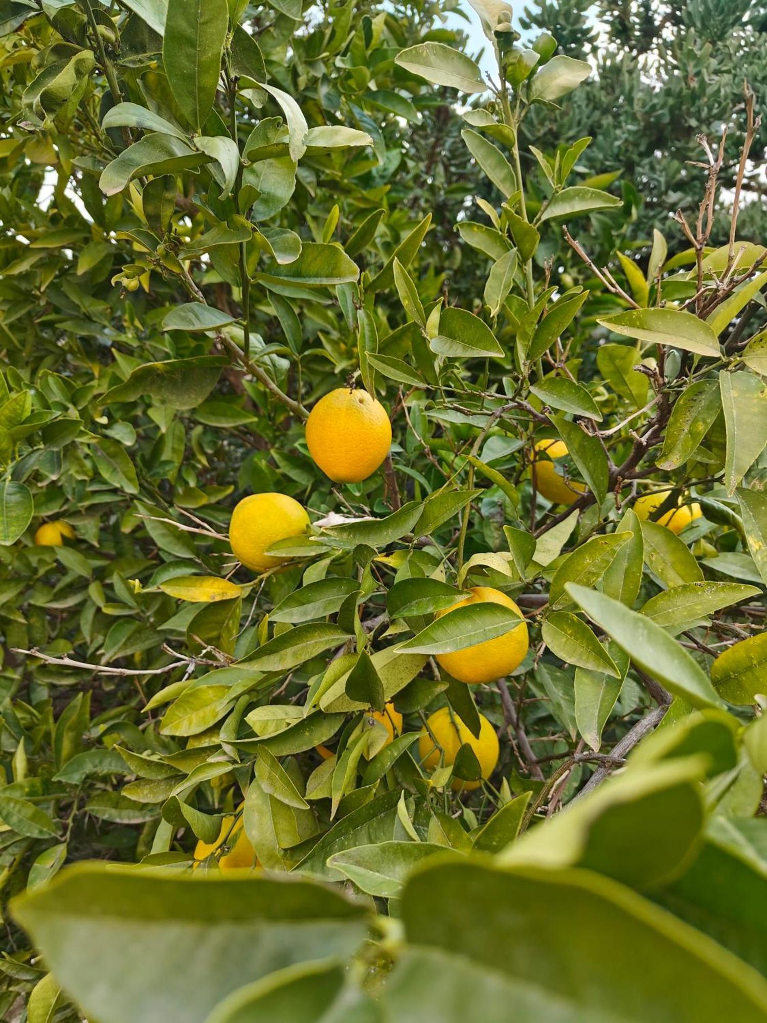 Finca Oliva Bolulla Екстериор снимка