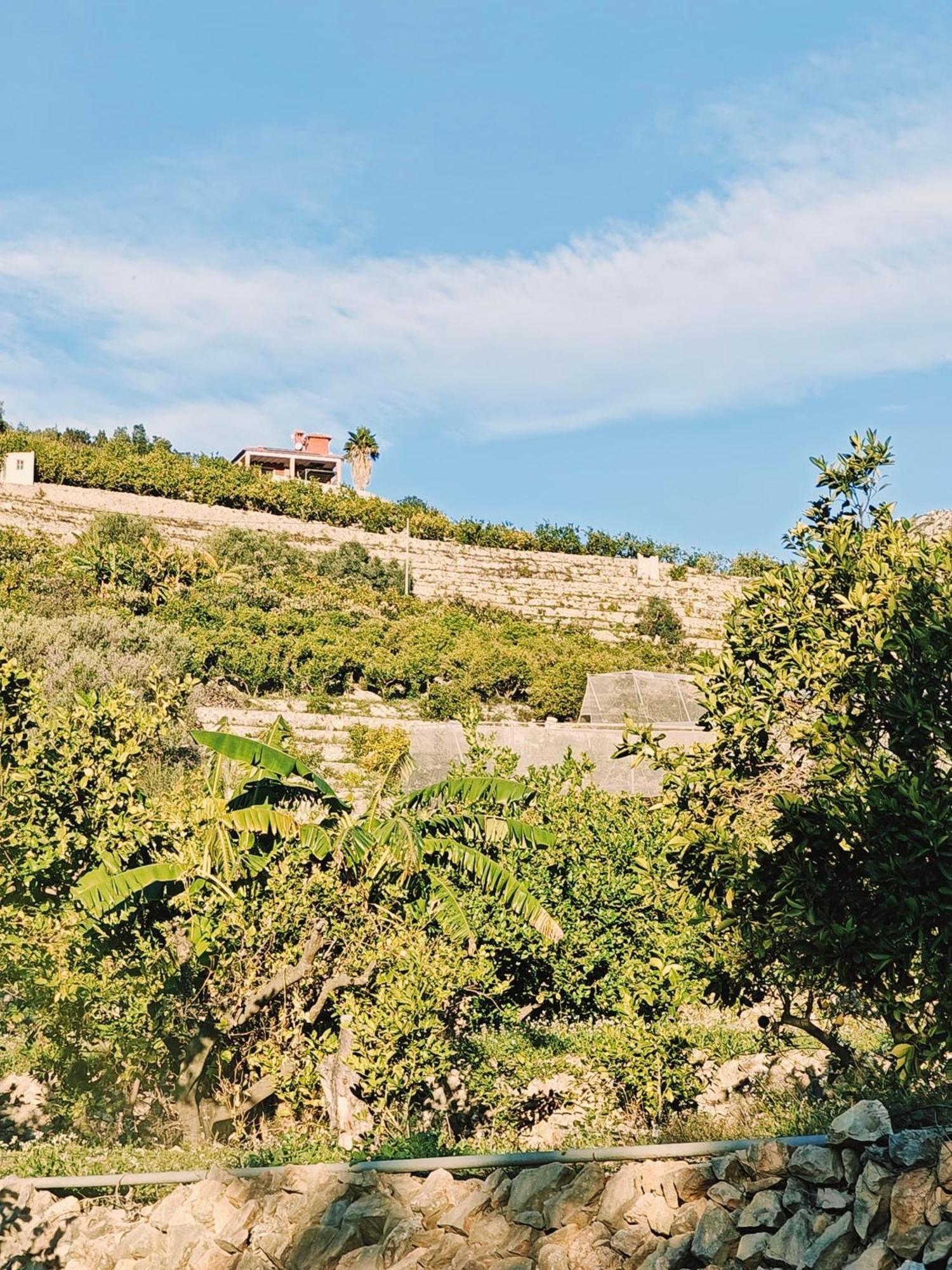 Finca Oliva Bolulla Екстериор снимка